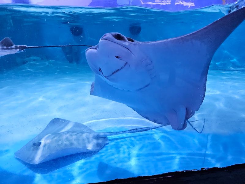 Stingrays Gather At The Touch Pool