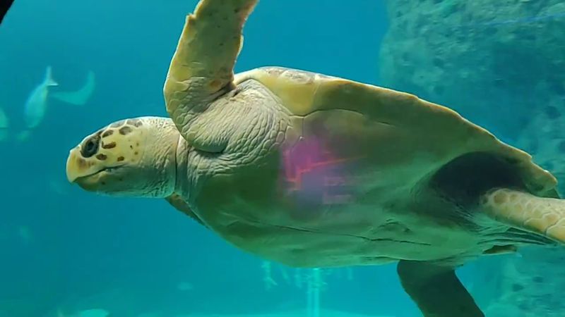 Stingrays Glide Like Underwater Birds