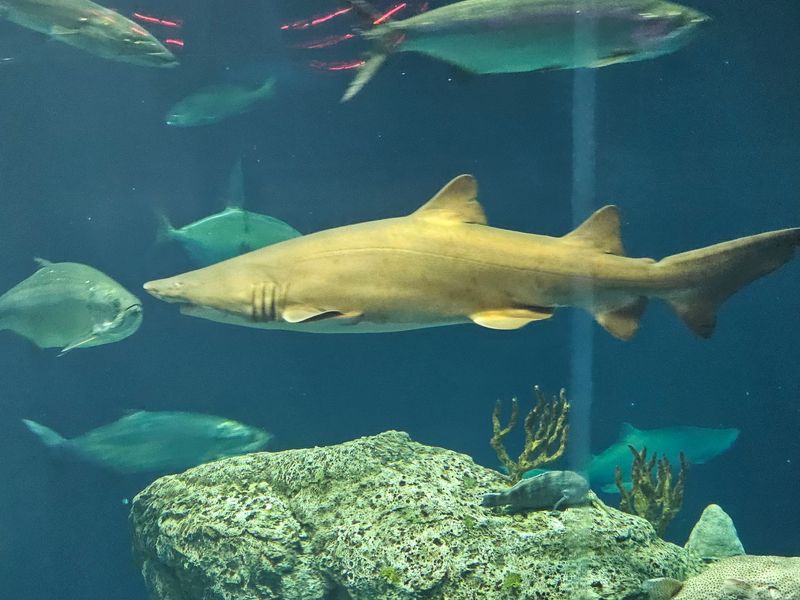 Stingrays, Sharks, And Your Fingertips