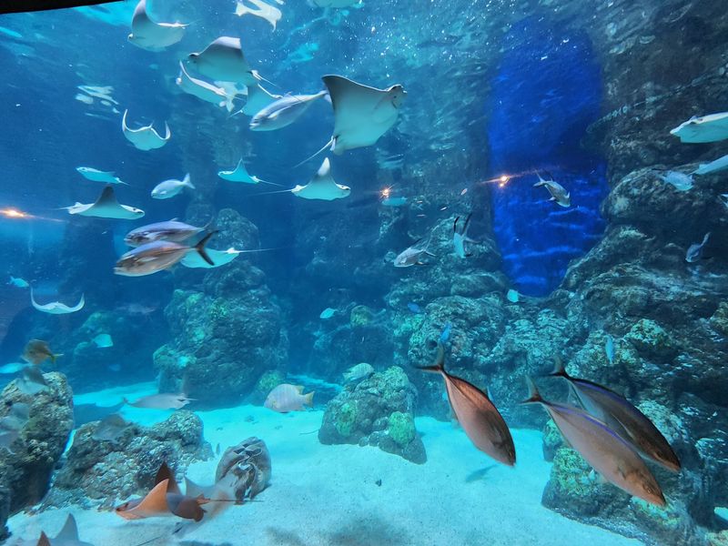 Stingrays, Sharks, Jellyfish, And One Unexpected Tiger Moment