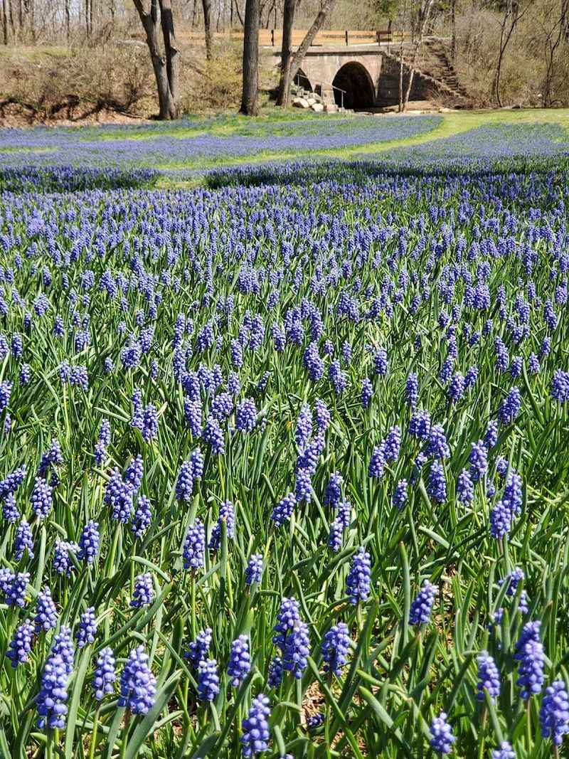 Bluebell Season Transforms The Entire Park