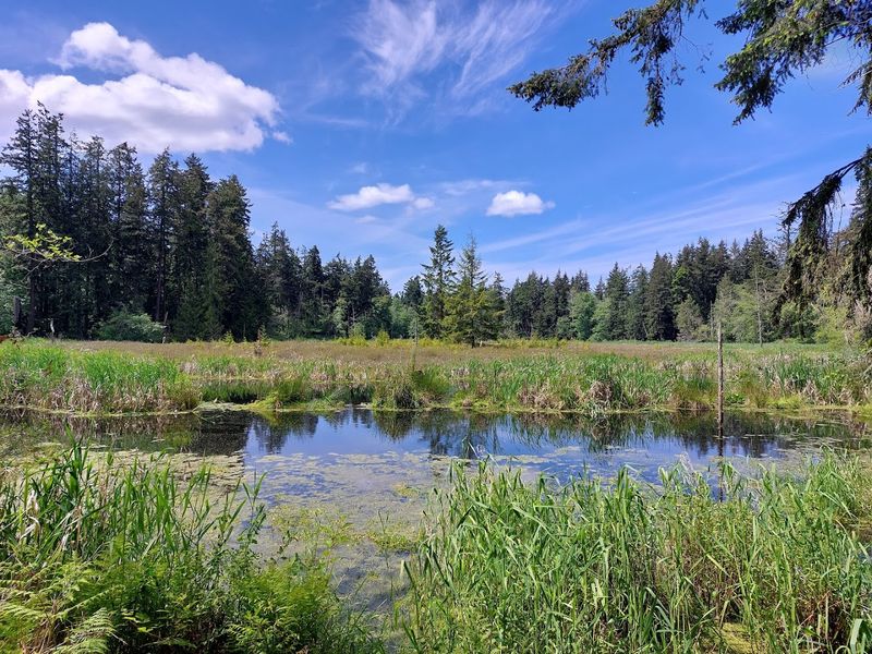 Water, Birds, And Stillness