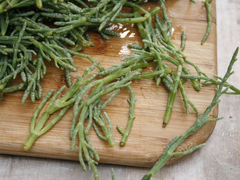 Sea Foragers' Coastal Harvest