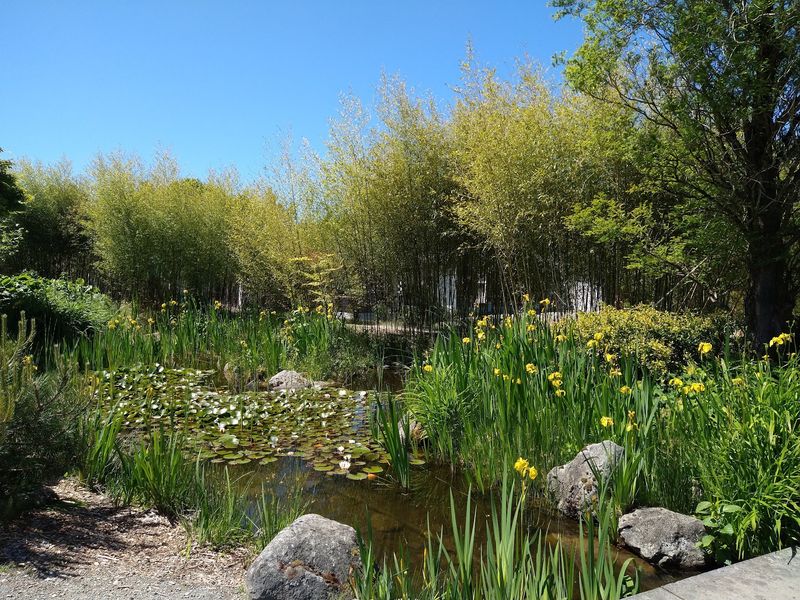 Stone, Water, and Plants in Careful Balance
