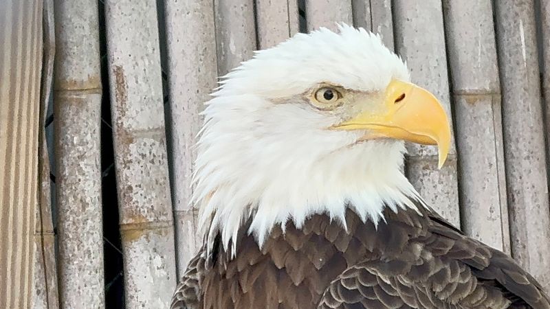 Stories Behind Every Bird Make It Personal Stories Behind Every Bird Make It Personal