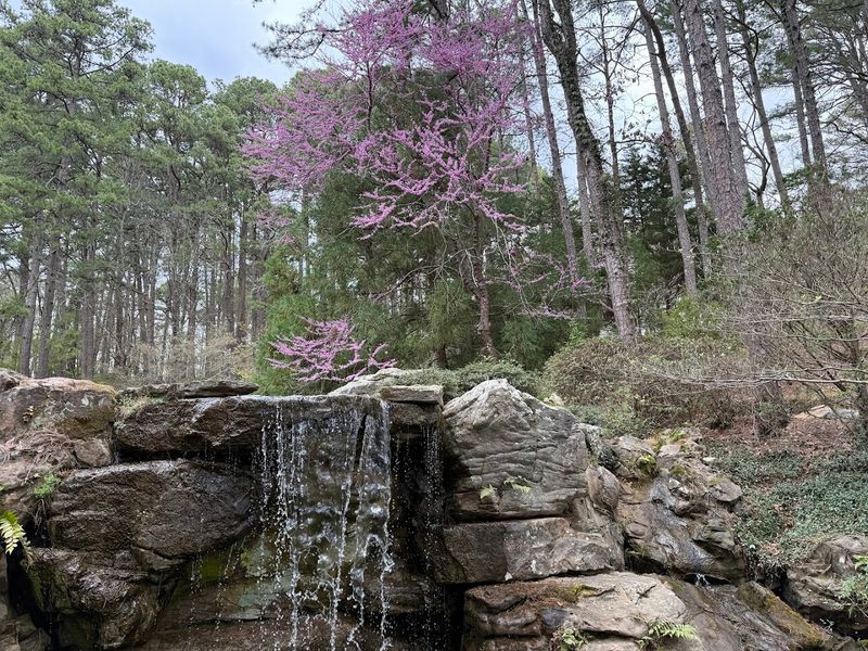Towering Blooms Beneath Forest Canopies