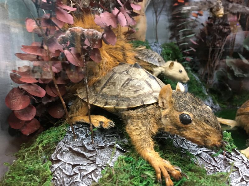 Strange Squirrels And Other Unlikely Characters