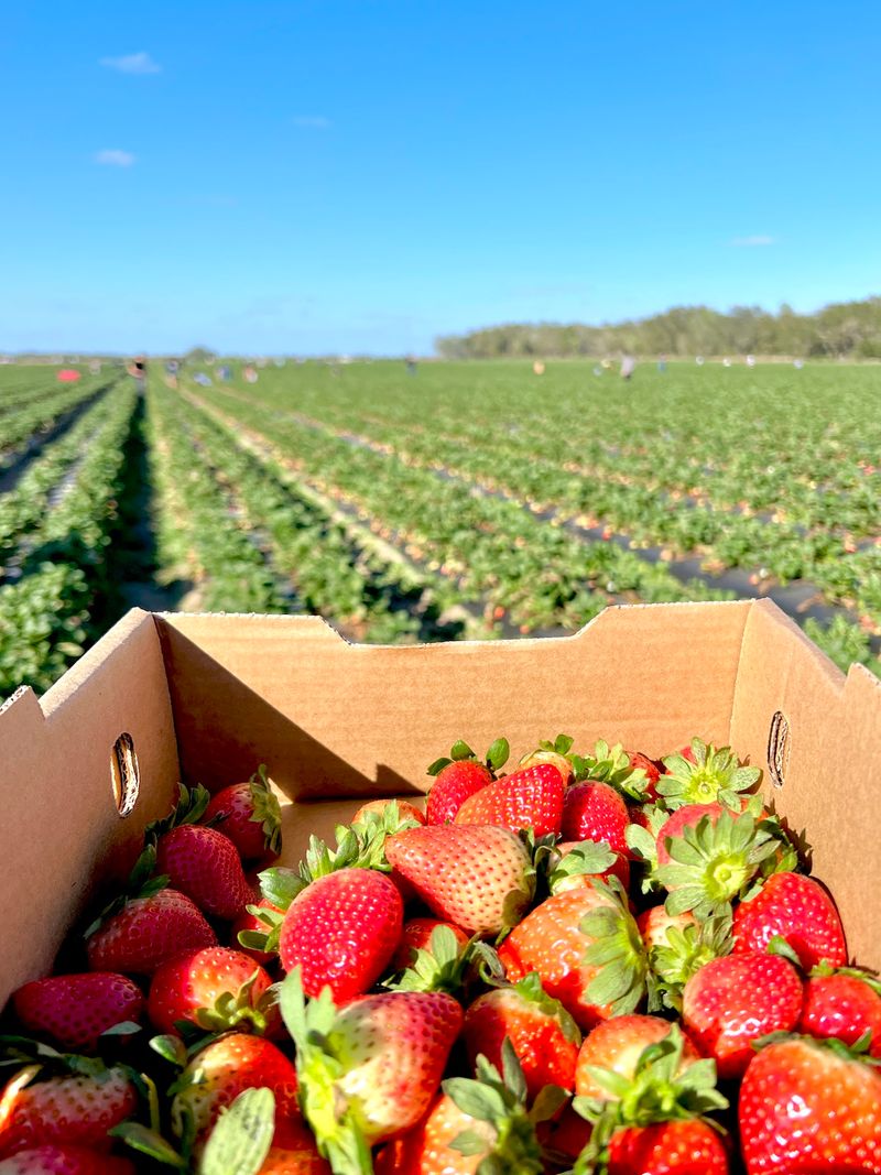 Strawberries, Peaches, And A Rotating Harvest