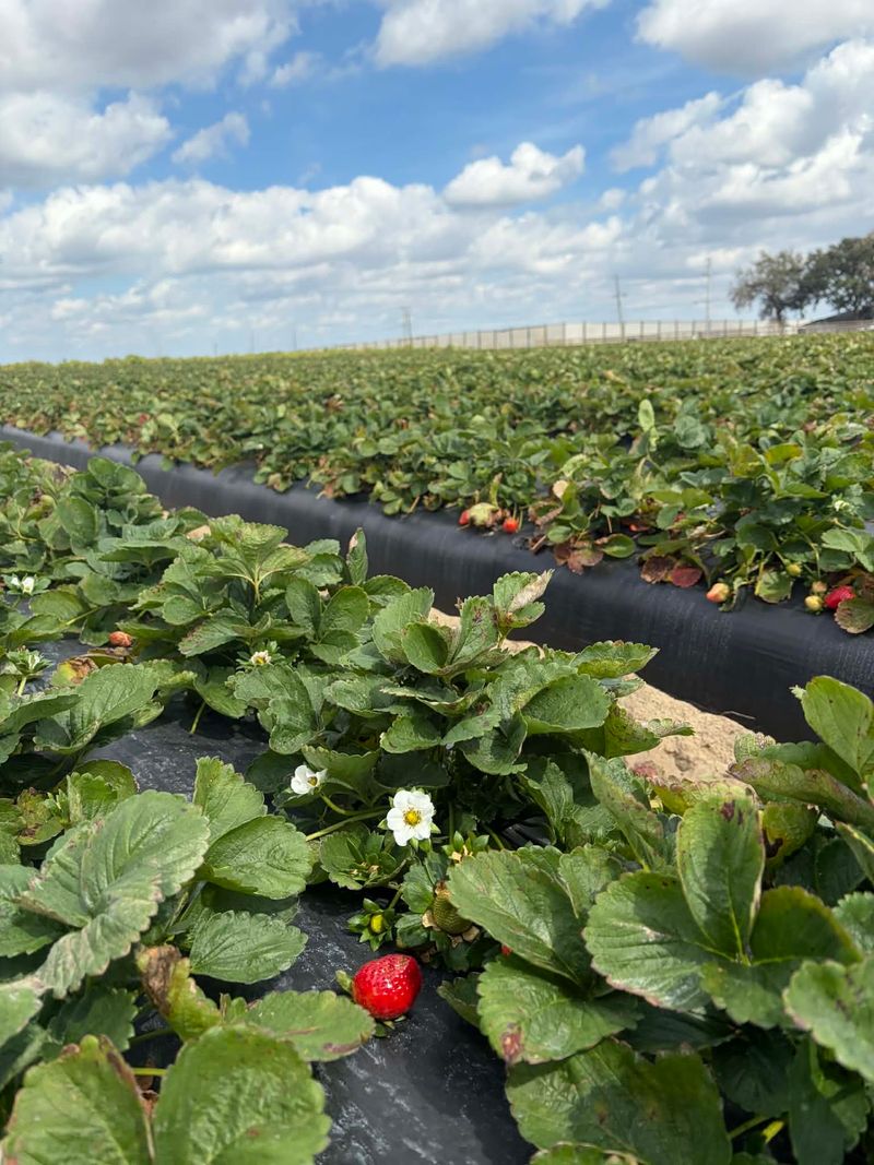 Strawberries So Big You Will Laugh Out Loud