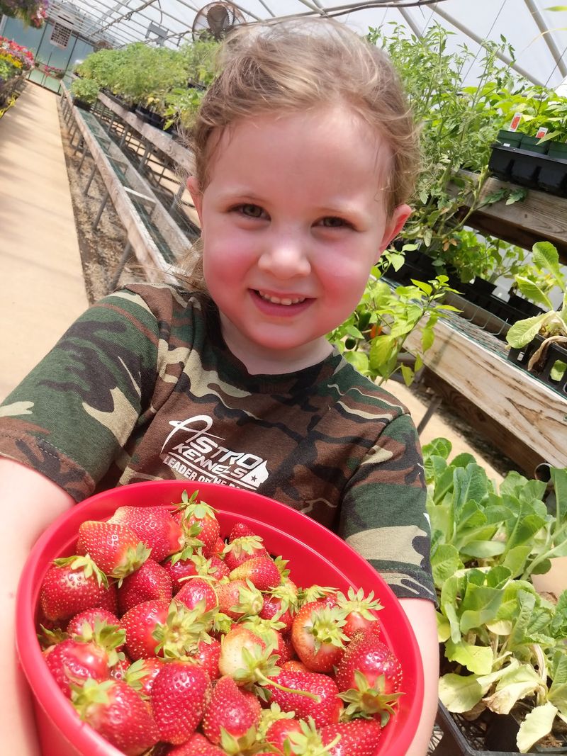 Strawberries Sweet Enough To Fill A Bucket