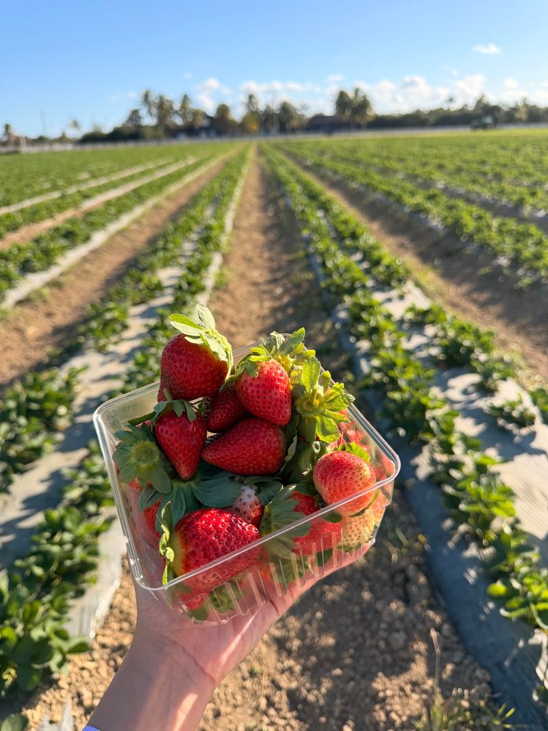 Strawberries That Taste Like Candy Strawberries That Taste Like Candy