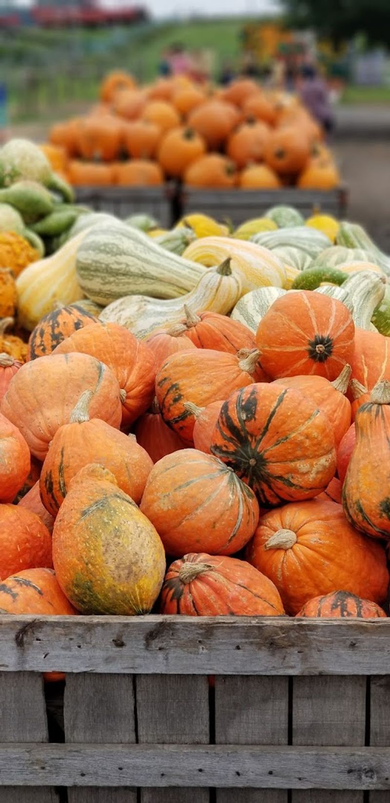 Pumpkin Season Turns The Whole Farm Into A Fall Fantasy