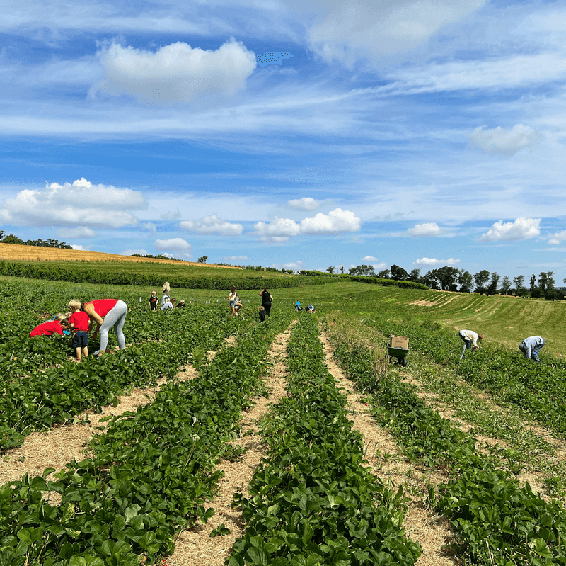 Strawberry Picking Opens The Season In Spring