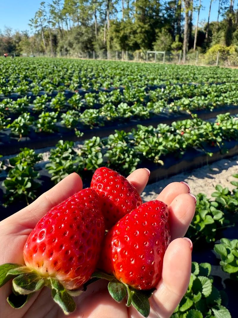 Strawberry Season Brings Out The Best In The Fields
