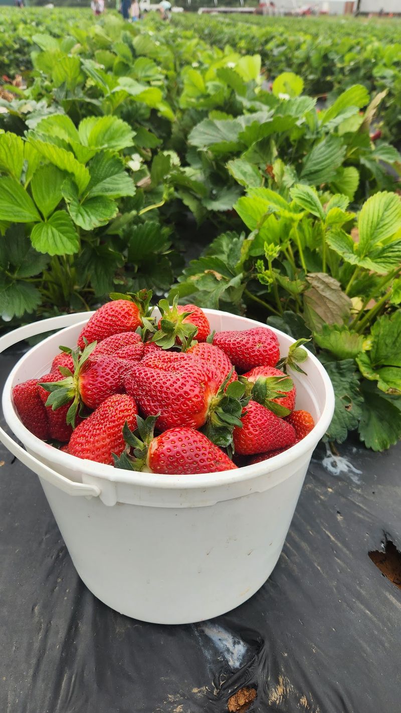 Strawberry Season Is Worth Circling On Your Calendar