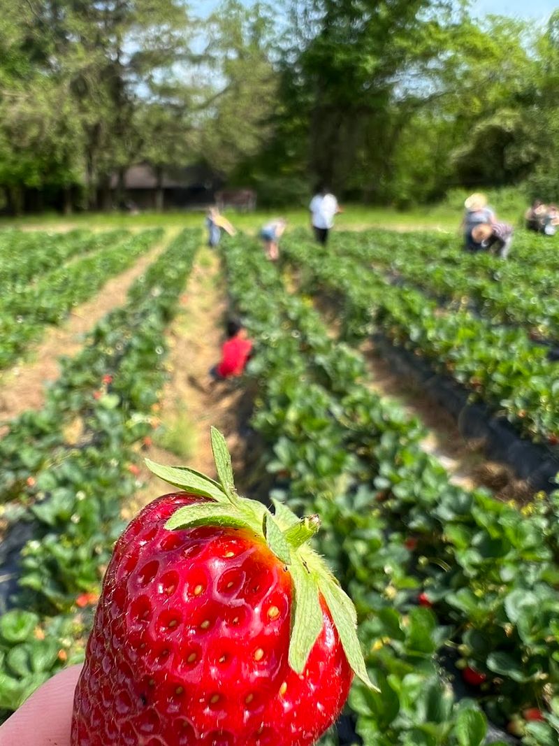 Strawberry Season Is the Star of Spring