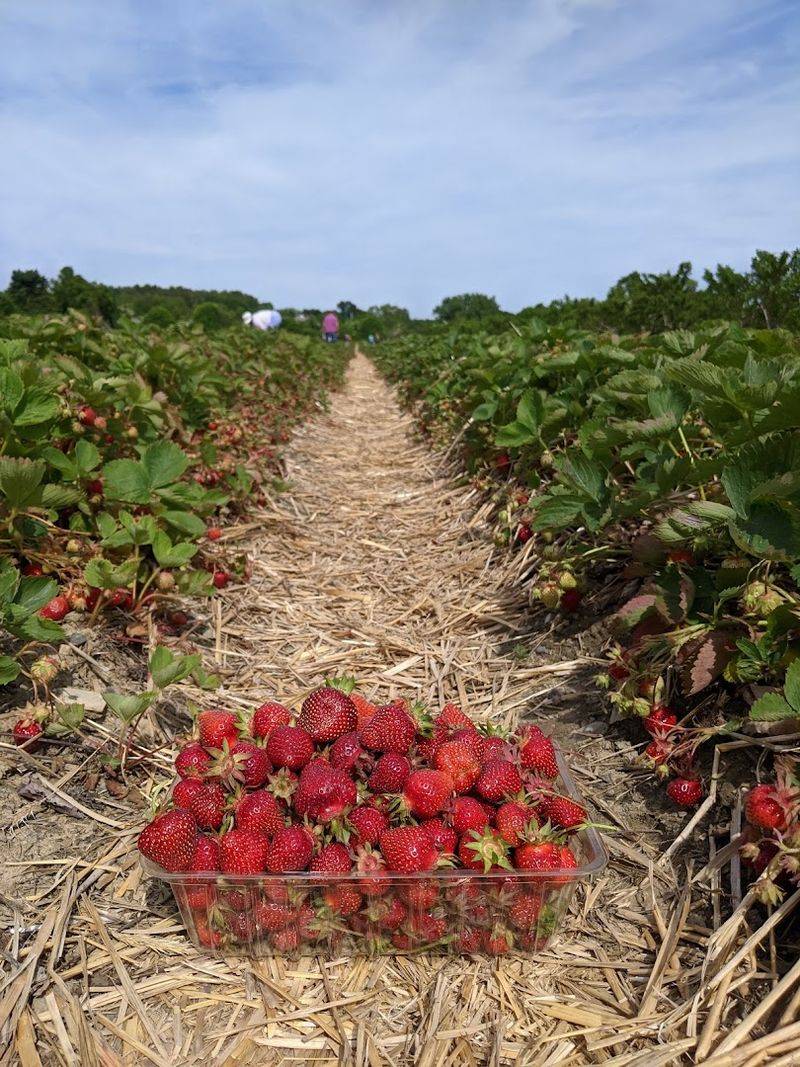 Strawberry Season Kicks Off The Pick-Your-Own Fun