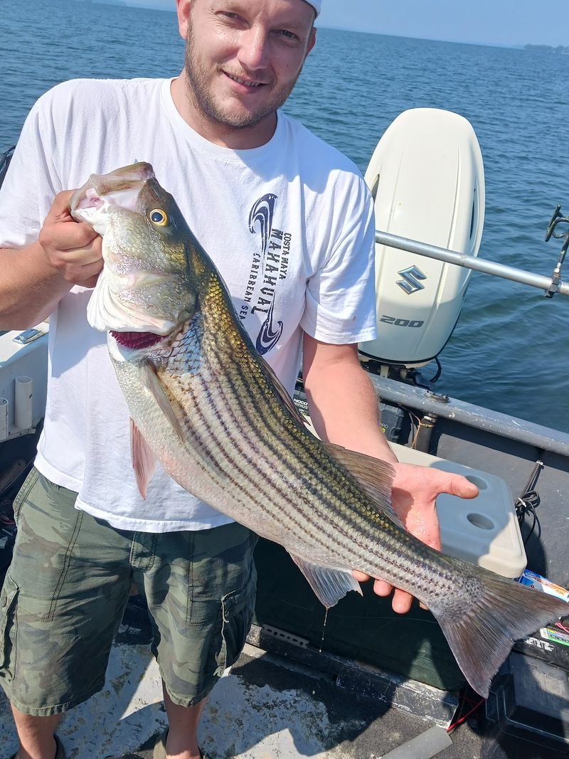 Striped Bass Are The Star Of The Show