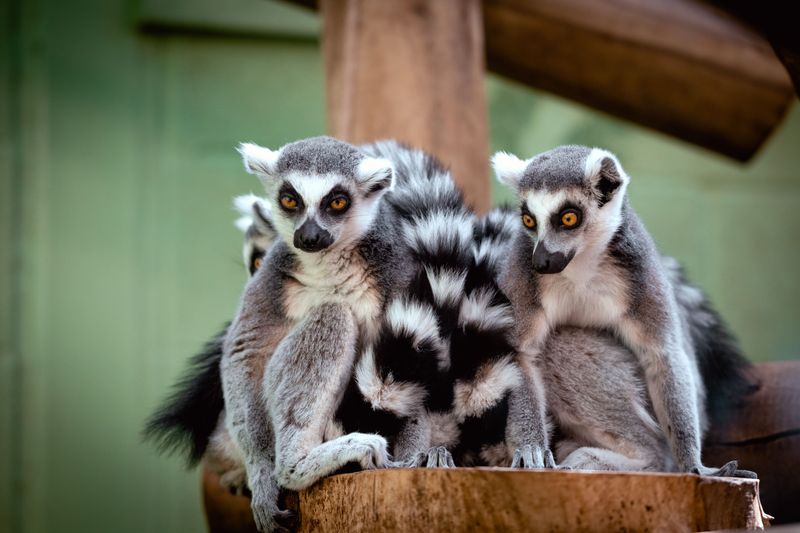 Stroll Right Through The Lemurs' Front Yard