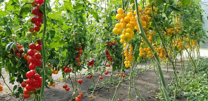 Strom Family Farm, Campton Hills, IL