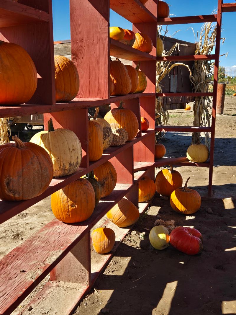 Studt's Pumpkin Patch and Corn Maze Studt's Pumpkin Patch and Corn Maze
