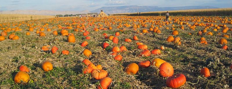 Studt's Pumpkin Patch and Corn Maze