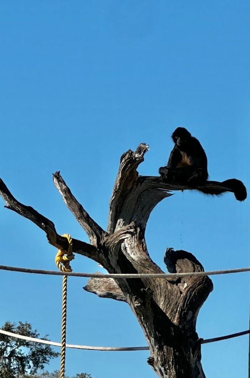 The Famous Monkey Island Stop That Everyone Talks About