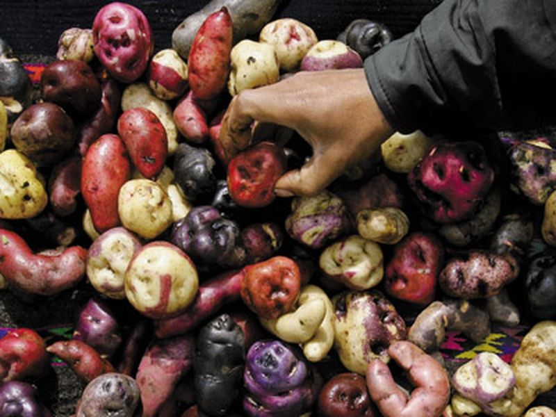 Potatoes: Spud Budgets Getting Mashed