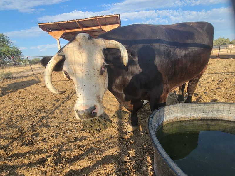 Summer Camp With Real Barnyard Chores