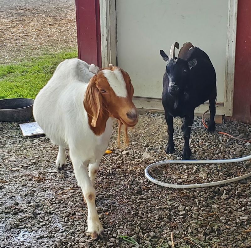 Summer Camp for Kids Who Love Animals Summer Camp for Kids Who Love Animals