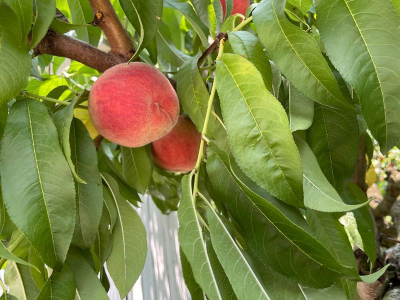 Summer Peaches Prove This Orchard Isn't Only About Fall