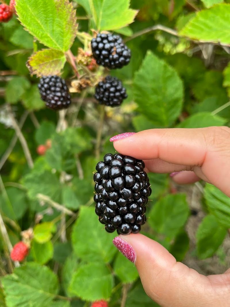 Summer Raspberries And Blueberries Are A Whole Mood