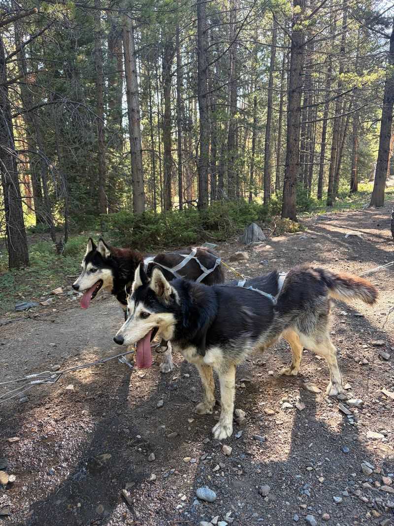 Summer Visitors Still Get Their Husky Fix
