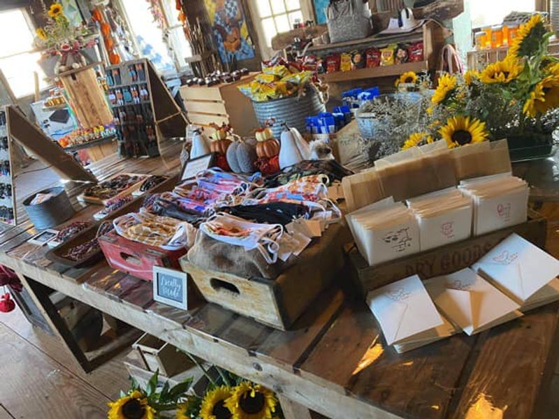 Sunflower Fields Add A Burst Of Seasonal Color