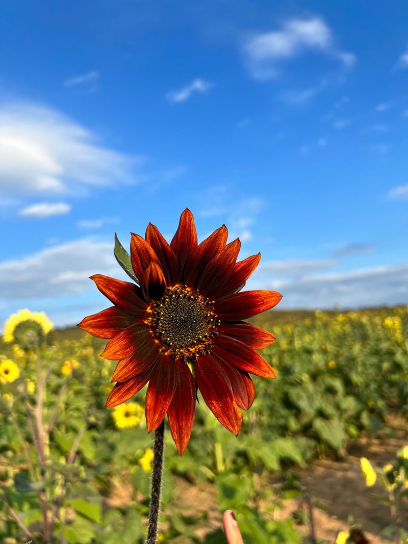 Sunflower Fields Made For Standout Photos