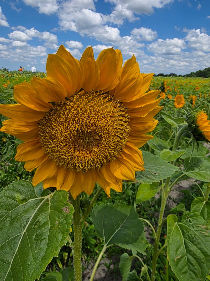 Sunflower Fields That Steal The Show Sunflower Fields That Steal The Show