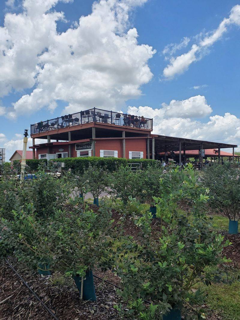 Blueberry Picking Adventures