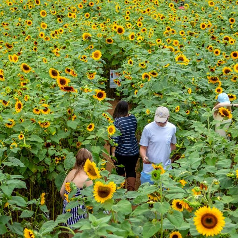 Sunflower Maze And Summer Seasonal Adventures