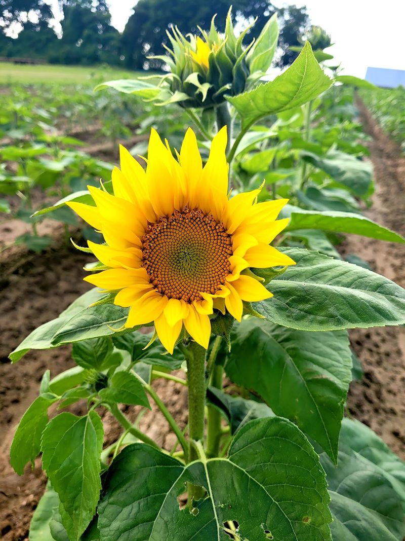 Sunflower Rows Create A Brilliant Seasonal Backdrop