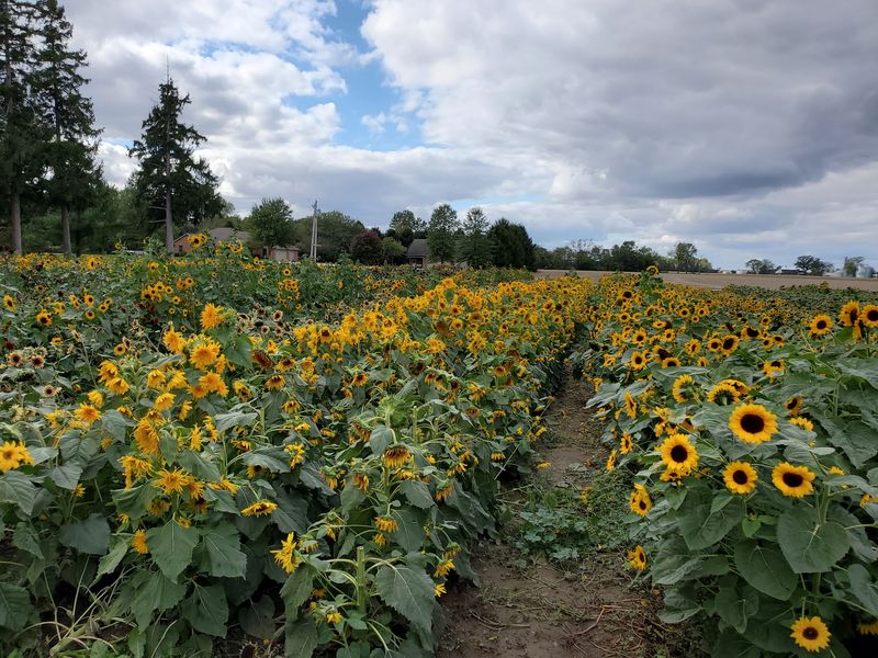 Sunflower Rows That Steal The Show