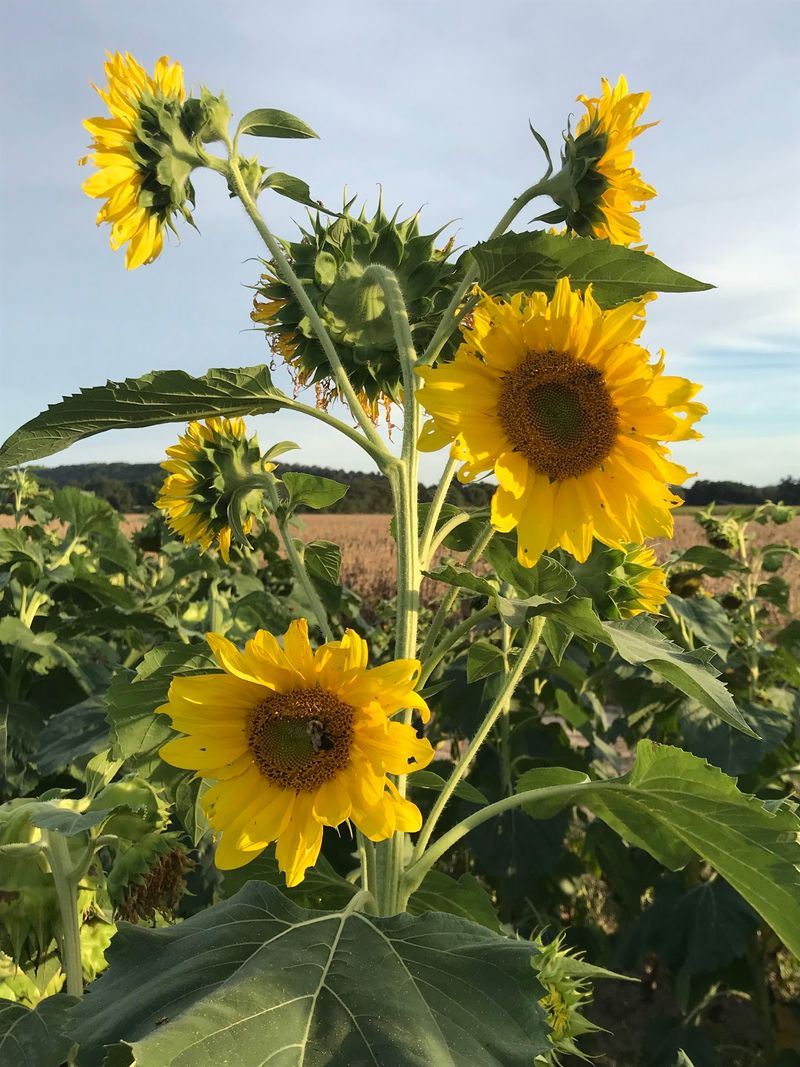 Sunflowers And Cotton Fields Steal The Show