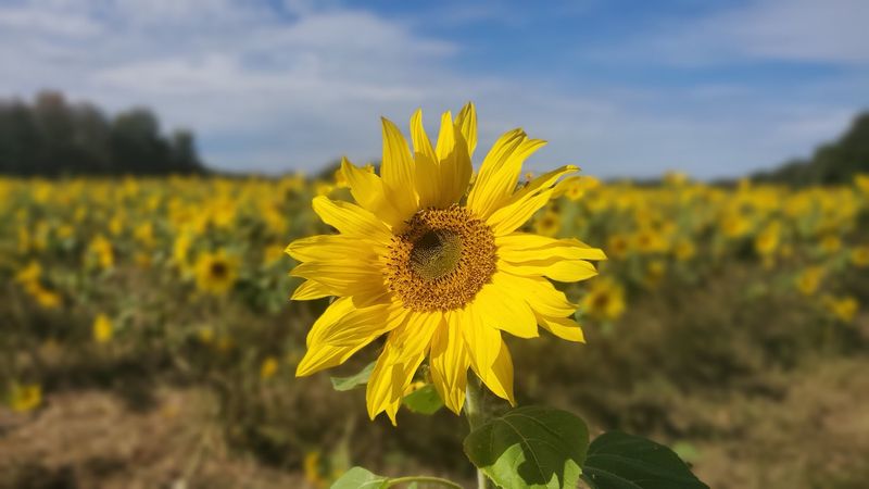Sunflowers And Pumpkins Across The Road