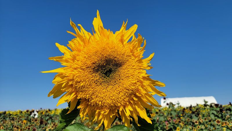 Sunflowers, Fresh Flowers, And Photo Spots Galore Sunflowers, Fresh Flowers, And Photo Spots Galore