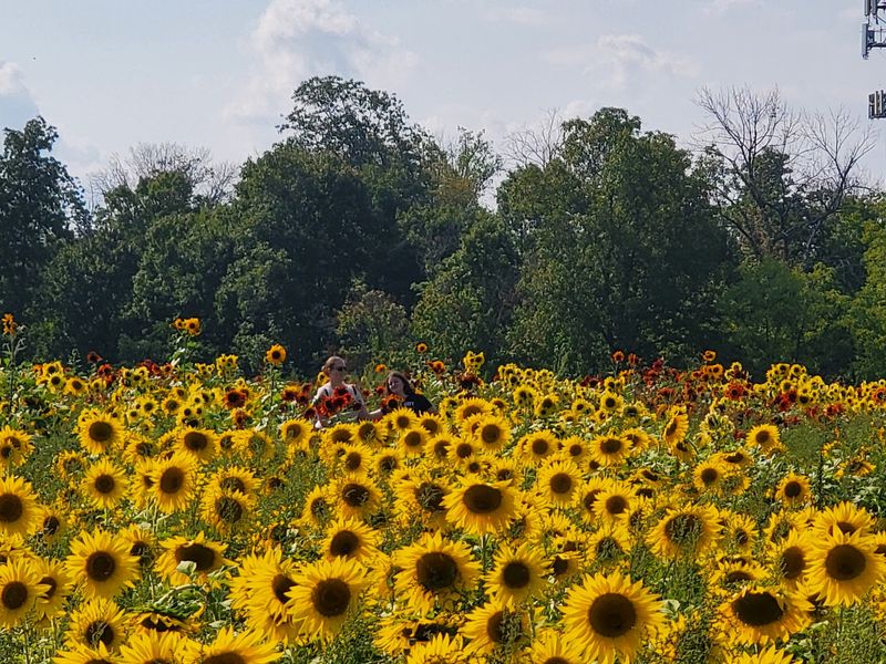 Sunflowers, Gentle Horses, And Seasonal Surprises