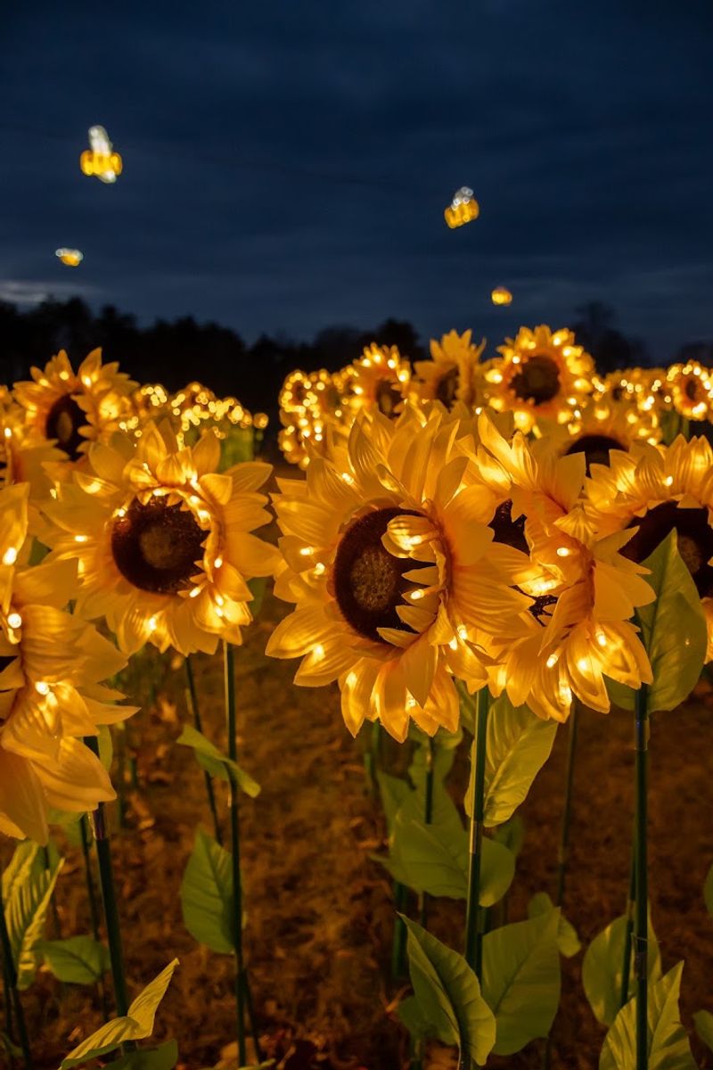 Sunflowers Meet The River