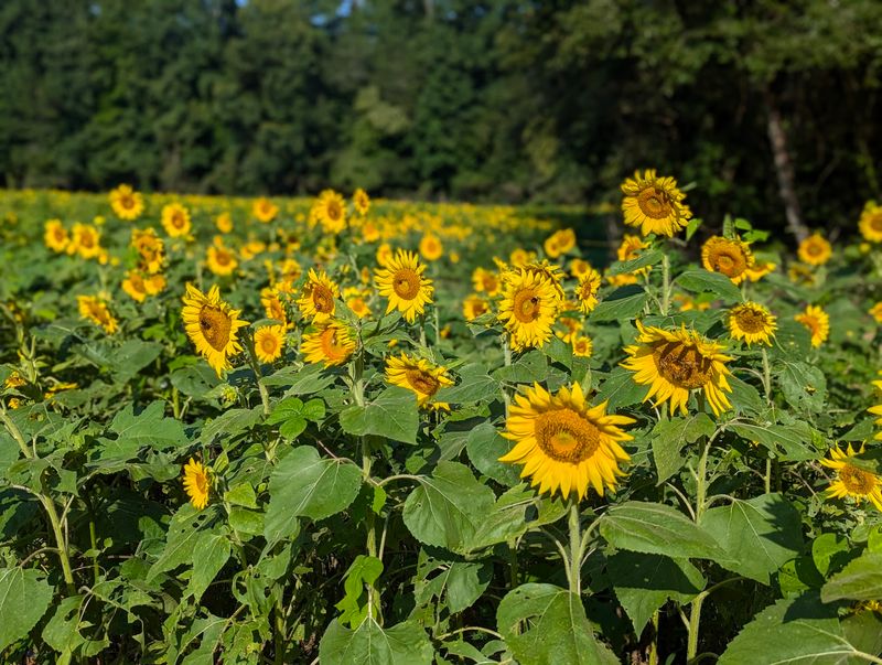 Sunflowers, Picnics, And A Little Archery On The Side