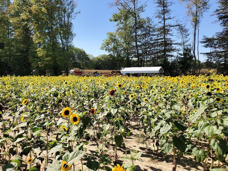 Sunflowers That Steal The Show Sunflowers That Steal The Show