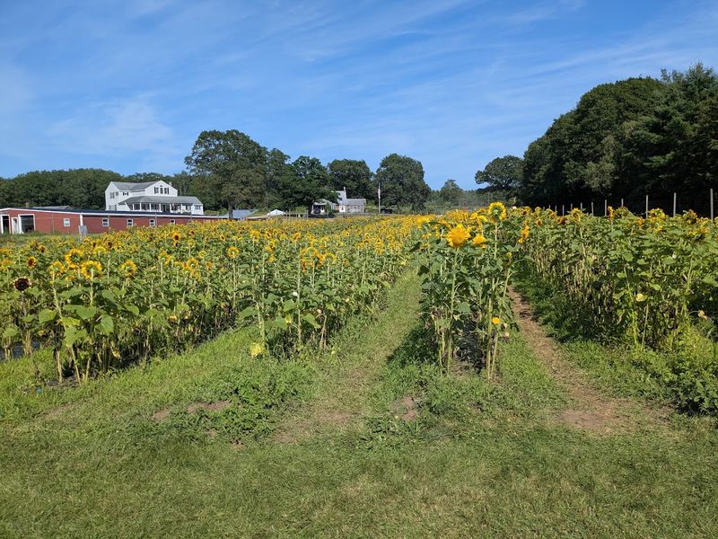 Sunflowers With A Side Of Custard