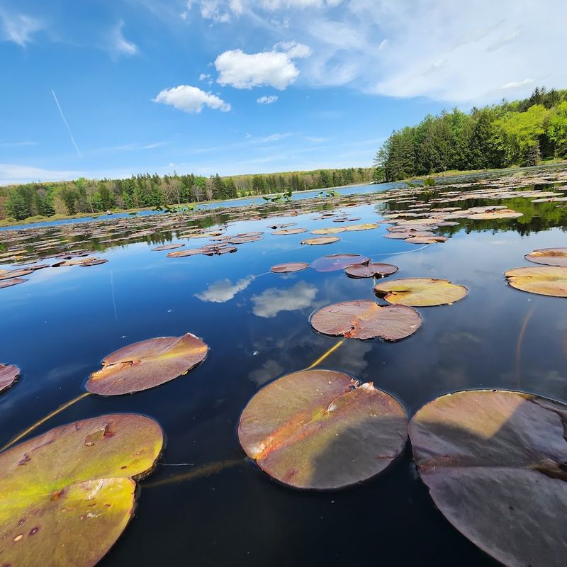 Bog Trail, Black Moshannon State Park
