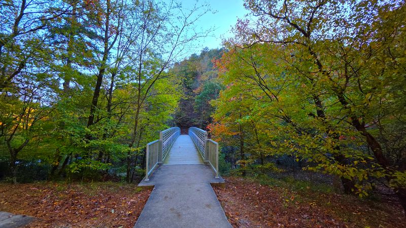 Hidden Trails Winding Through Lush Wilderness